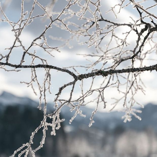 kitzbuehel-residences-Landschaft Natur Winter Details Baum Schnee Äste (c) Kitzbuehel Tourismus