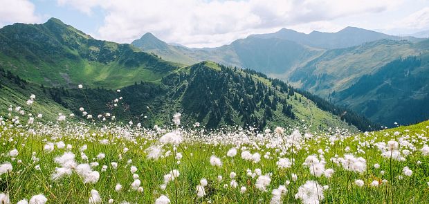 Blumenwiese in den Kitzbüheler Alpen mit Panorama Blick auf die anderen Berge